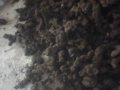 豬苓，豬苓菌種