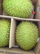 義馬有喜歡吃榴蓮的人士嗎？團(tuán)購(gòu)越南、泰國(guó)金枕榴蓮，中越邊境發(fā)