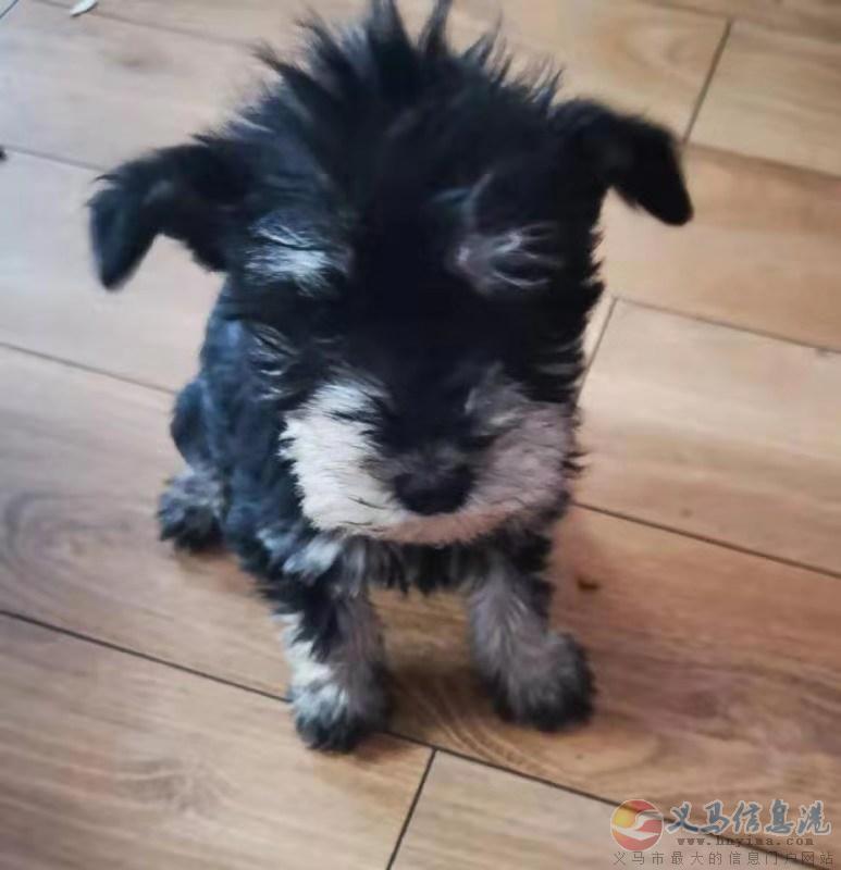 小狗狗 小狗狗