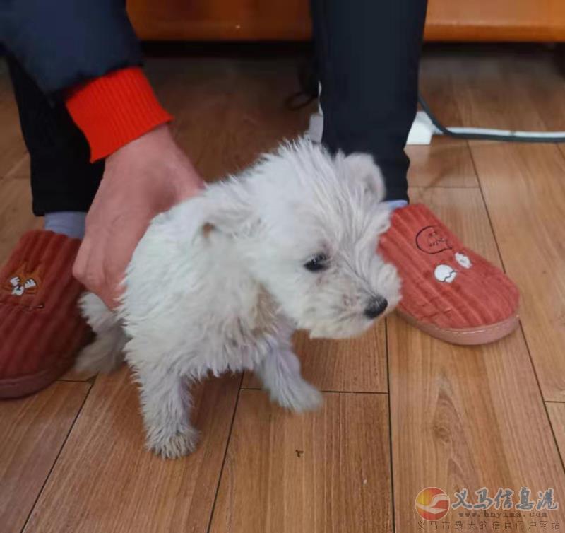 小狗狗 小狗狗