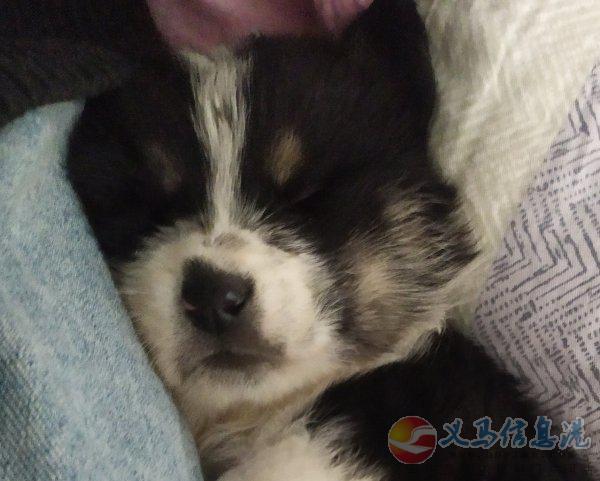 邊牧幼犬 邊牧幼犬