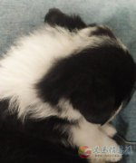 邊牧幼犬一個月