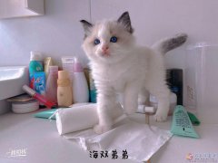 出8只布偶貓，公母都有