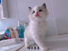 小布偶貓隨時(shí)可以去新家