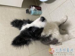 邊牧丟失，尋求幫忙