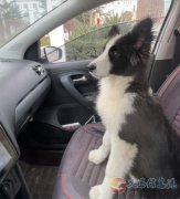 邊牧丟失，尋求幫忙