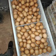 養(yǎng)殖場 收飼養(yǎng)員  收雞蛋